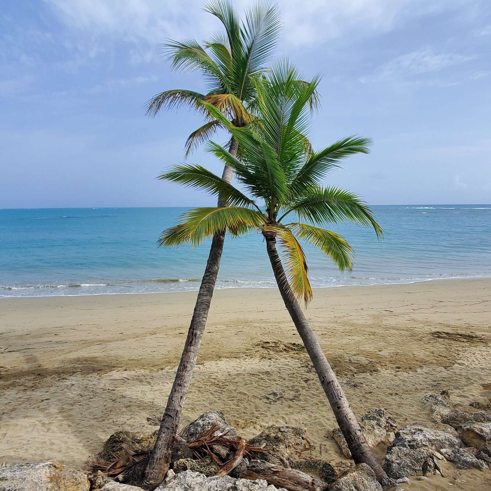 Two palm trees lean over golden sand and turquoise Caribbean water on a sunny day at Cabarete, on the Dominican Republic's north coast.